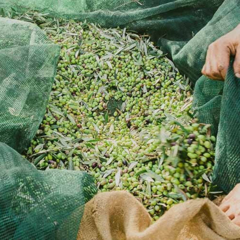 Мрежа за Маслини KraftWorld 6х12м – Брезент за събиране на плодове